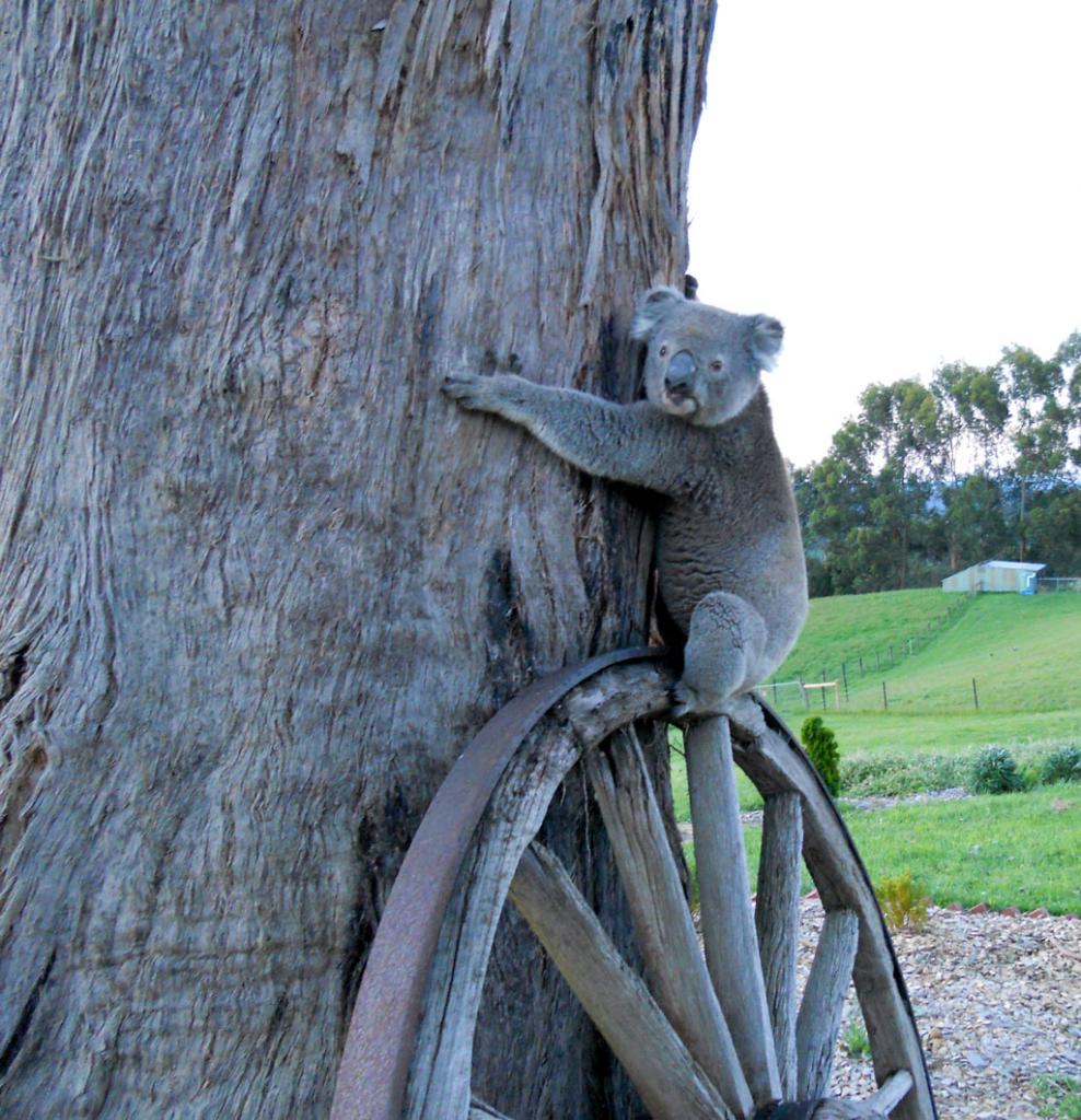 Koala outside the house at Stokesay Mohair Farm