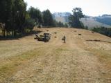 Carting the hay to the hayshed at Stokesay Mohair Farm