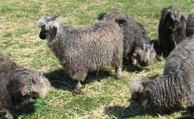 Some of the black angora goats in our flock at Stokesay Mohair Farm